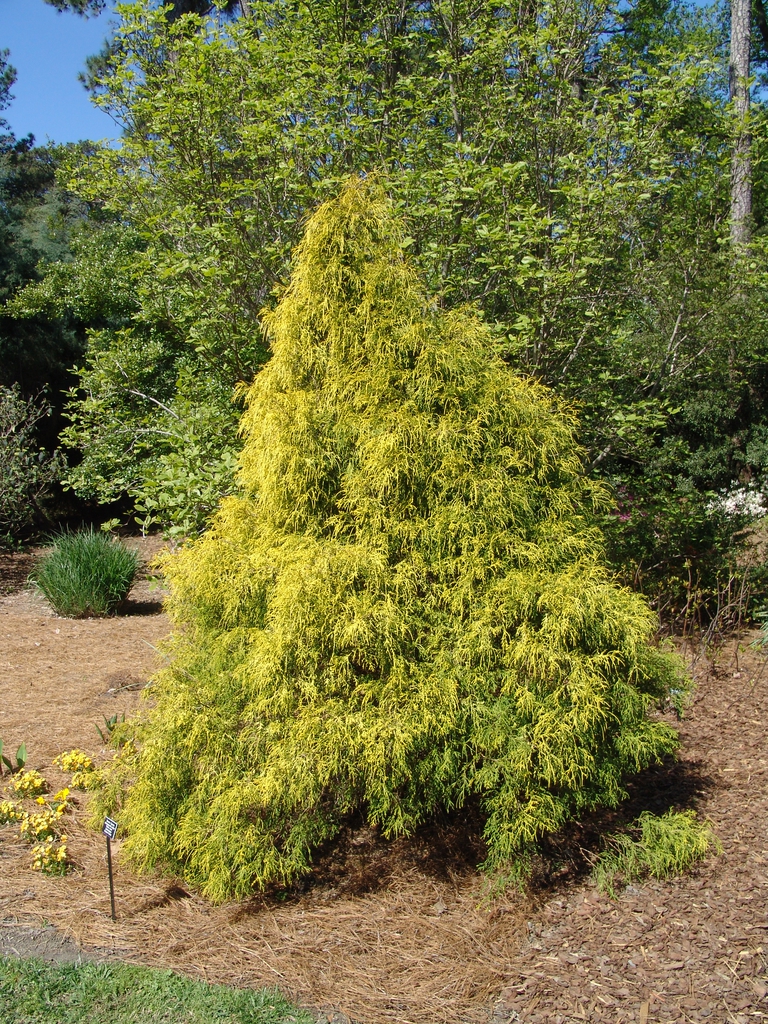 Chamaecyparis pisifera 'Filifera Aurea'